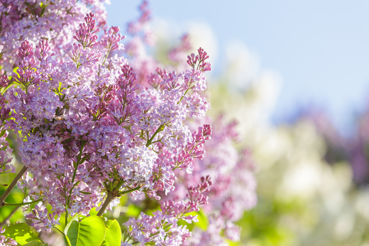 A Soft Approach to May