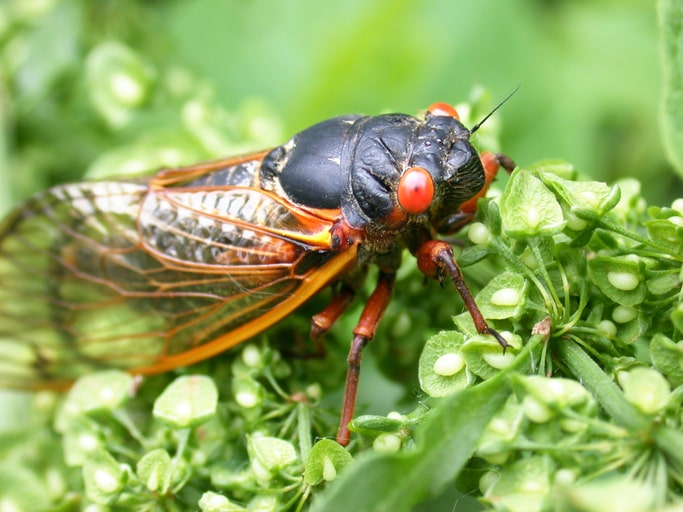 Cicada Season
