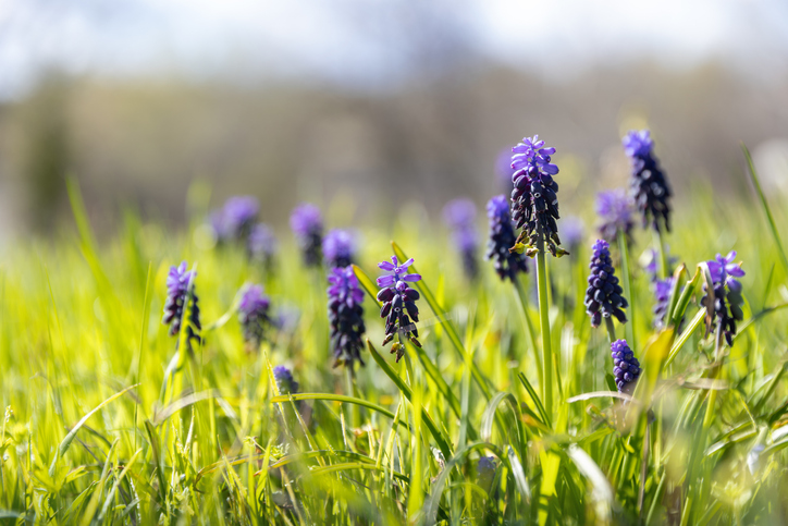 Mindfulness in May