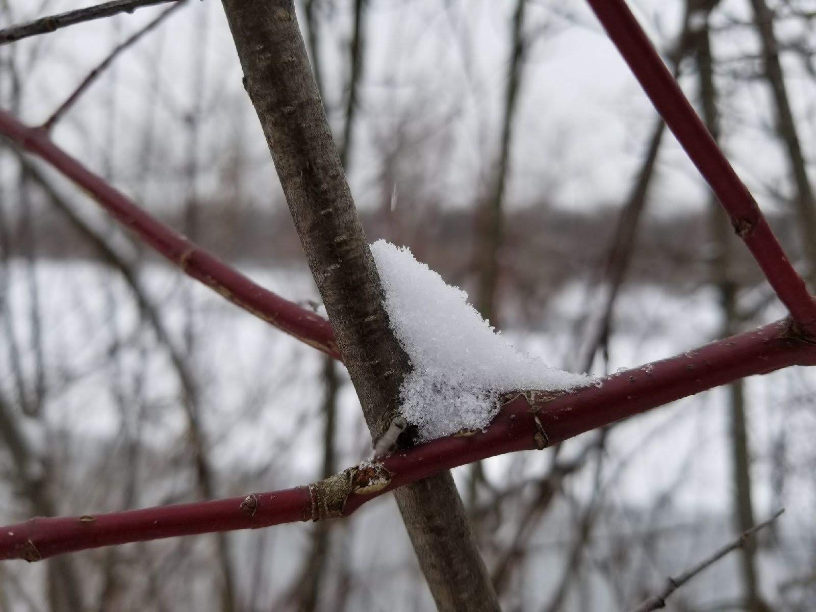 The First Snow