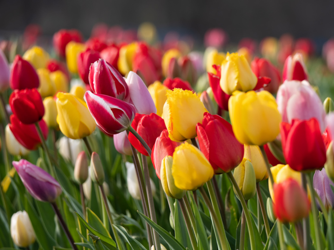 The Optimism of Spring